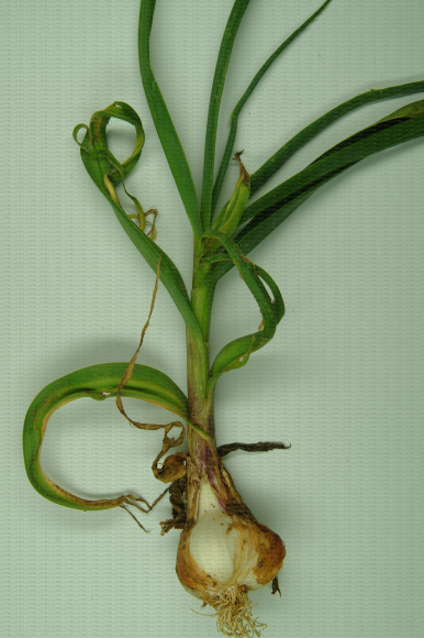 Symptômes de dégâts liés à la présence d'Aceria tulipae sur le caïeu à la plantation